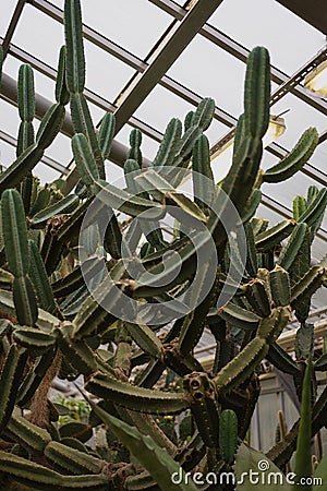 Large green cactus CEREUS JAMAKARU or Cereus repandus Stock Photo