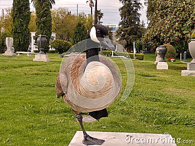 Large Canadian Goose stands on one leg bench in park Stock Photo