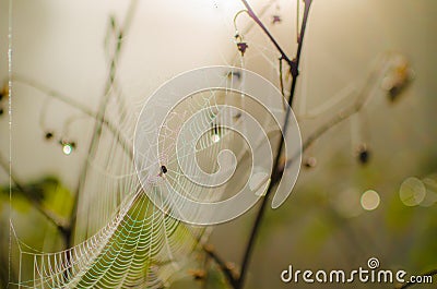 Spider in its web with dew drops and branches in gorgeous light Stock Photo