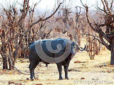 Large Cape Buffalo standing in the bushveld in Hwange Stock Photo