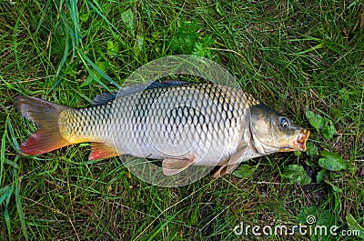large carp fish caught in a lake Stock Photo