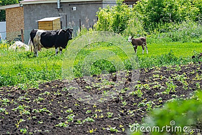 A large cash cow with a calf graze in a meadow near a village house in a summer village in sunny weather Stock Photo