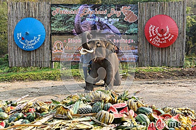 Large catering fruit buffet Khantok Chang for elephants on Thai Elephant Day Editorial Stock Photo