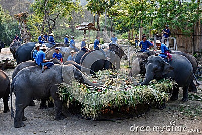 Large catering fruit buffet Khantok Chang for elephants on Thai Elephant Day Editorial Stock Photo