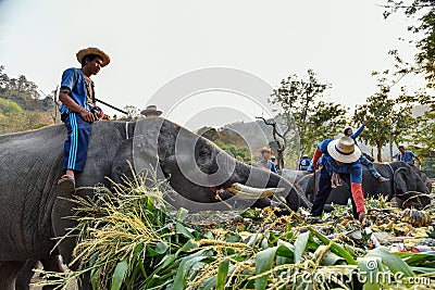 Large catering fruit buffet Khantok Chang for elephants on Thai Elephant Day Editorial Stock Photo