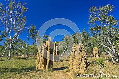 Large cathedral termite mounds Stock Photo
