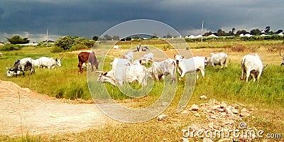 Large Cattles, well fed cows grazing in a grassland near a village in Jos Nigeria Stock Photo