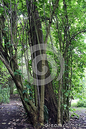 A large central tree trunck surrounded by smaller bamboo trees encircling the larger tree Stock Photo