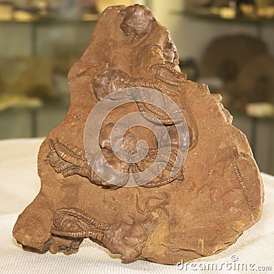 Prehistoric Cephalopods. Octopus or Squid Fossils Stock Photo