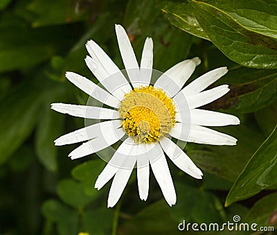 Large chamomile flower, close-up Stock Photo