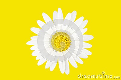 Large chamomile over yellow background. Top view isolatad on yellow background Stock Photo