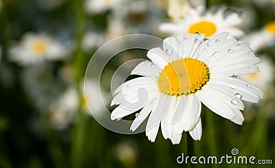 Large chamomile with raindrops on the petals in the field Stock Photo