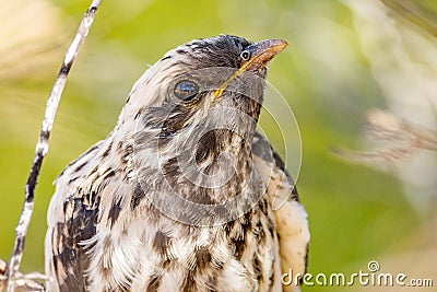 Pallid Cuckoo Chick in South Australia Stock Photo