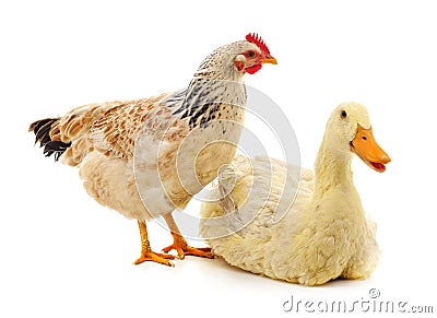 Large chicken and duck Stock Photo