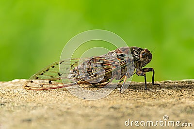 Large Cicada perching on cement floor Stock Photo