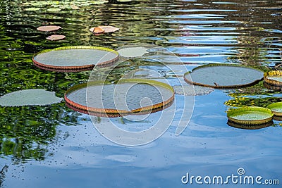 Large, circular water lily leaves float on the calm water surface, displaying their unique structure and creating a naturally Stock Photo