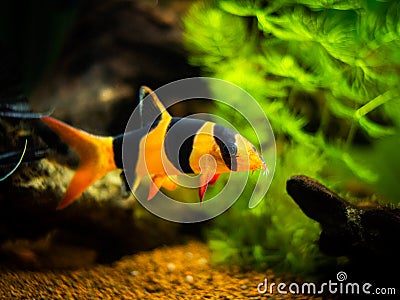 Large clown loach in fish tank with blurred background Chromobotia macracanthus Stock Photo