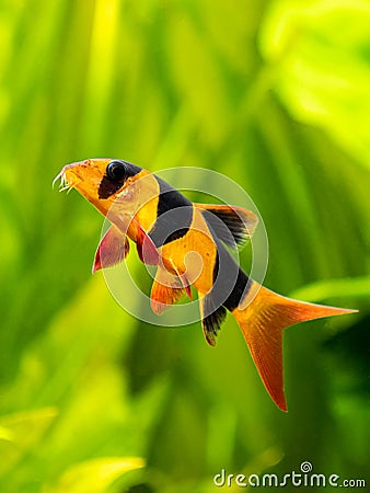 Large clown loach isolated in fish tank Chromobotia macracanthus with blurred background Stock Photo
