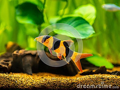 Large clown loach isolated in fish tank Chromobotia macracanthus with blurred background Stock Photo