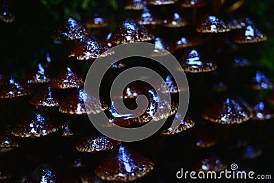 Large cluster of black and brown mushrooms on a log in the forest Stock Photo