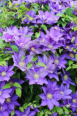 A Clematis Vine Filled With a Profusion of Purple Flowers Stock Photo
