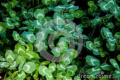 Large cluster of freshly grown clover leaves Stock Photo