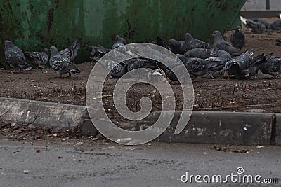 A large cluster of pigeons are eating leftovers, next to the trash. Stock Photo