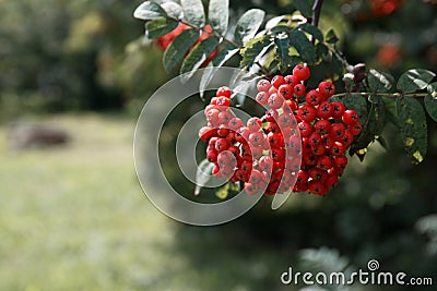 A large cluster of red mountain ash fruits on a branch with green leaves Stock Photo