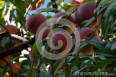 Ripe peaches in a tree Stock Photo