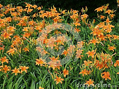 Large cluster of tiger lily flowers Stock Photo