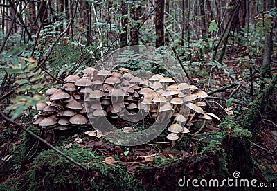 A large cluster of wild mushroom, toadstools. Stock Photo