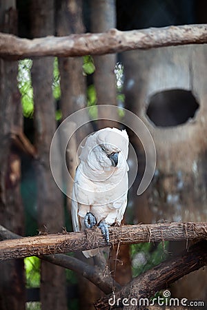 Large cockatoo, relatively large white cockatoo. Stock Photo