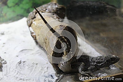 A large cold-blooded lizard Stock Photo