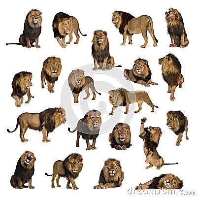 Large collection of adult lion Isolated on white background. Stock Photo