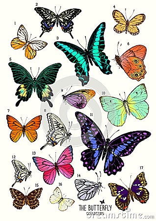 Large Collection of Butterflies Vector Illustration