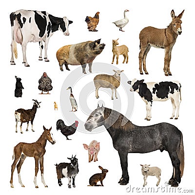 Large collection of farm animal in different position Stock Photo