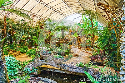 The ferns and orchids in greenhouse of Mae Fah Luang garden, Doi Tung, Thailand Editorial Stock Photo