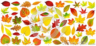 Large collection of isolated multicolored autumn tree leaves Cartoon Illustration