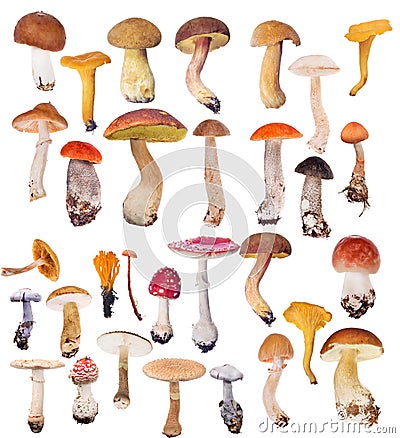 Large collection of isolated mushrooms Stock Photo