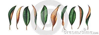 Large collection of magnolia leaves isolated on white background. Watercolor illustration. Cartoon Illustration