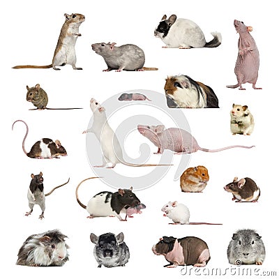 Large collection of rodent, pet and exotic, in different position Stock Photo