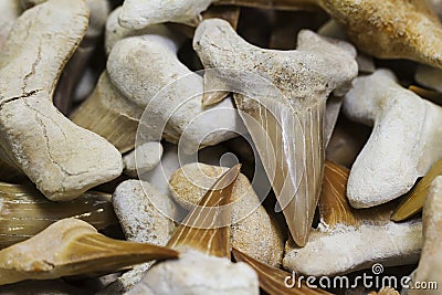 Large collection of sharp fossil teeth of prehistoric sharks Stock Photo