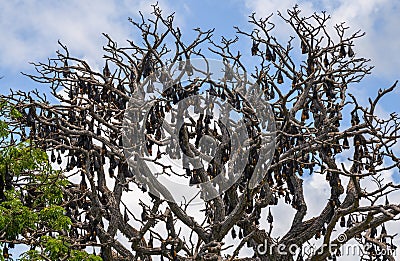 A large colony of Fruit bats roosting upside down on a tree in the daytime, a tree covered by the colony of giant bats Stock Photo