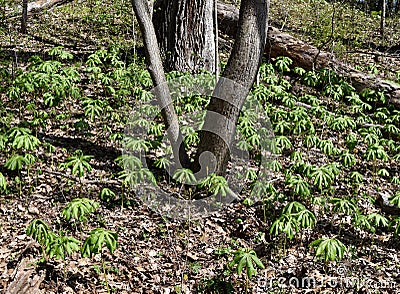 A large colony of mayapple plants emerging in a spring forest. Stock Photo