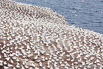 Large colony of northern gannets in Bonaventure Island (Quebec) Stock Photo