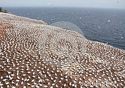 Large colony of northern gannets in Bonaventure Island (Quebec) Stock Photo