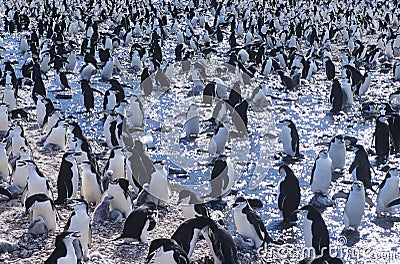 Large colony of Penguins gathering on ice Stock Photo