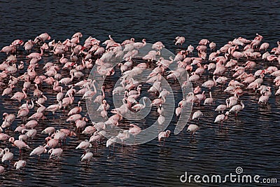 a large colony of a large pink flamingo Stock Photo