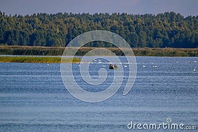 Large colony with white swans swims in the lake Editorial Stock Photo