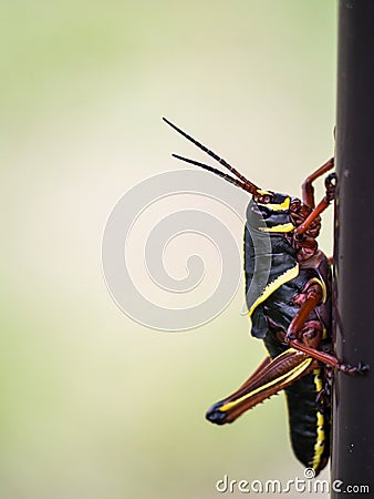 Large Colorful Grasshopper Stock Photo